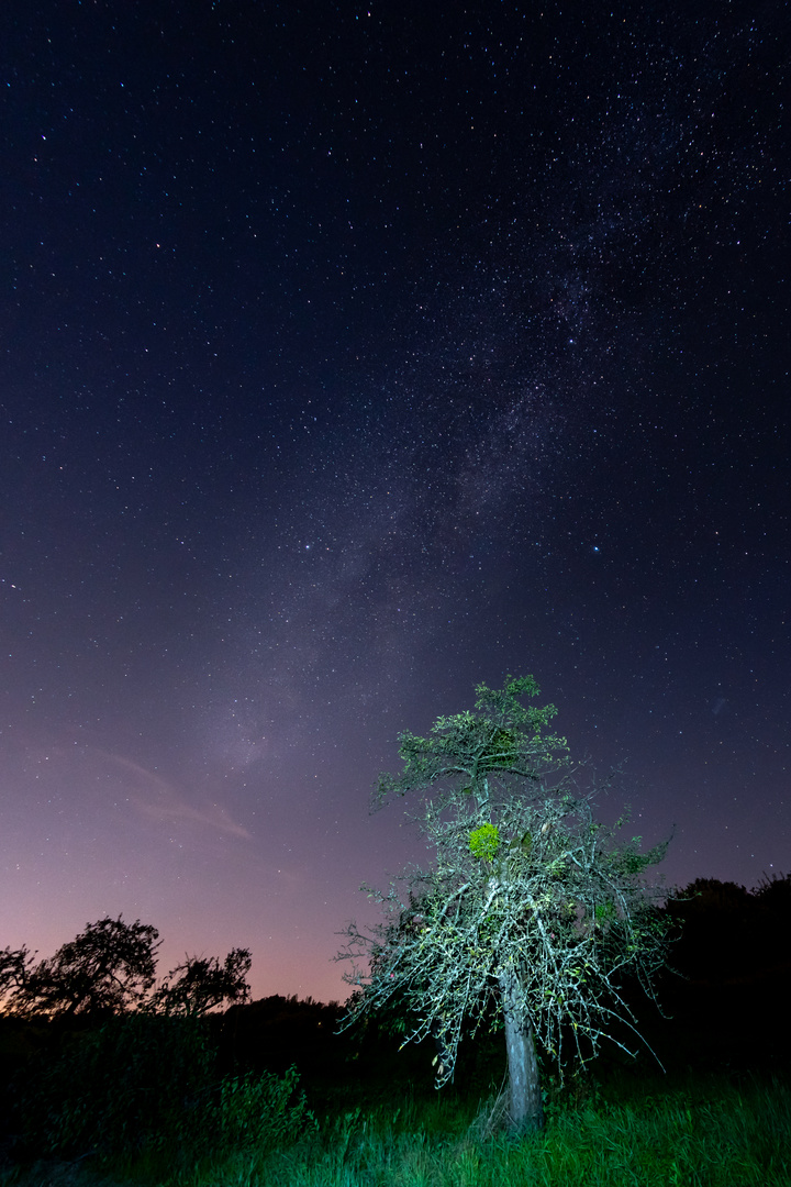 Baum im Rampenlicht