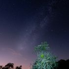 Baum im Rampenlicht