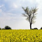 Baum im Rapsfeld