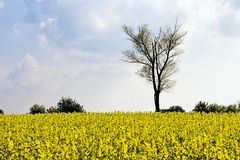 Baum im Rapsfeld