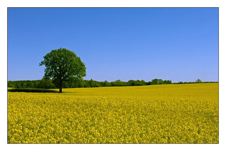 Baum im Rapsfeld