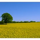 Baum im Rapsfeld