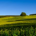 Baum im Rapsfeld