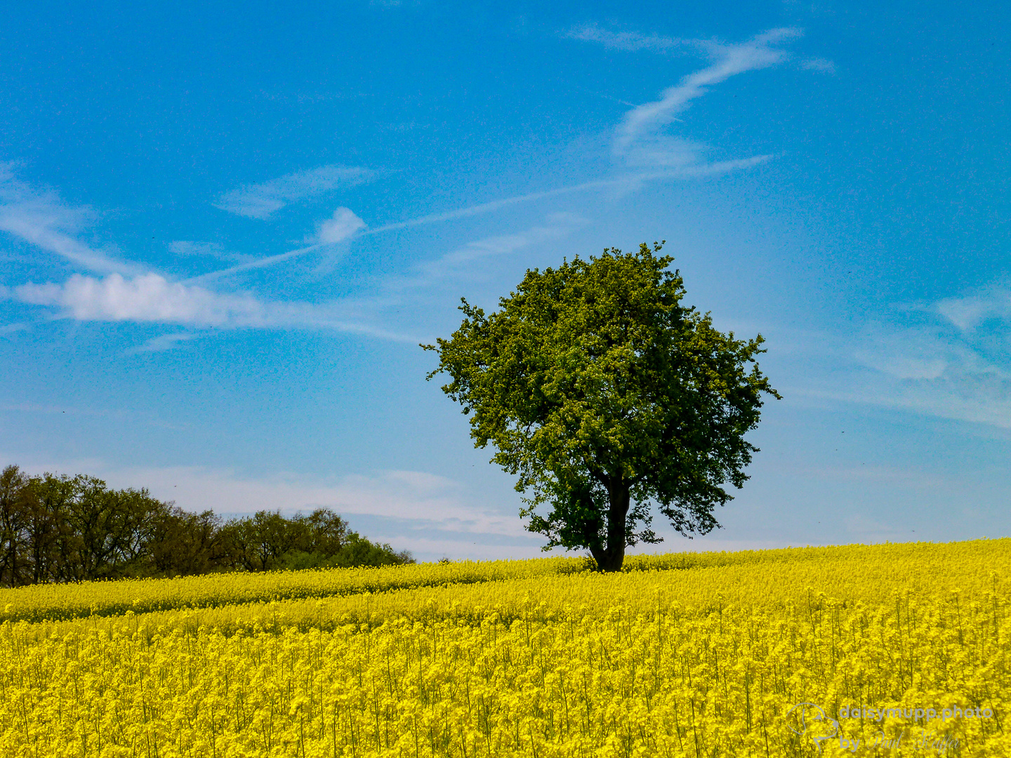 Baum im Rapsfeld