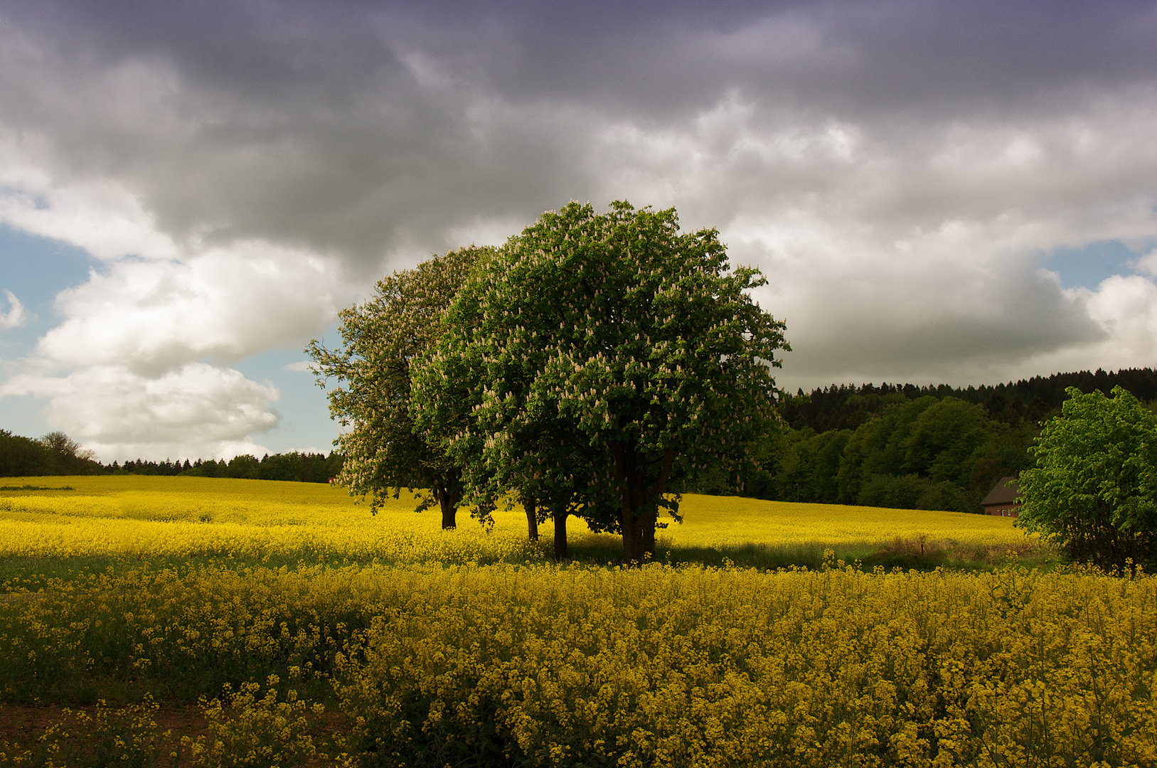 Baum im Rapsfeld