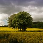 Baum im Rapsfeld