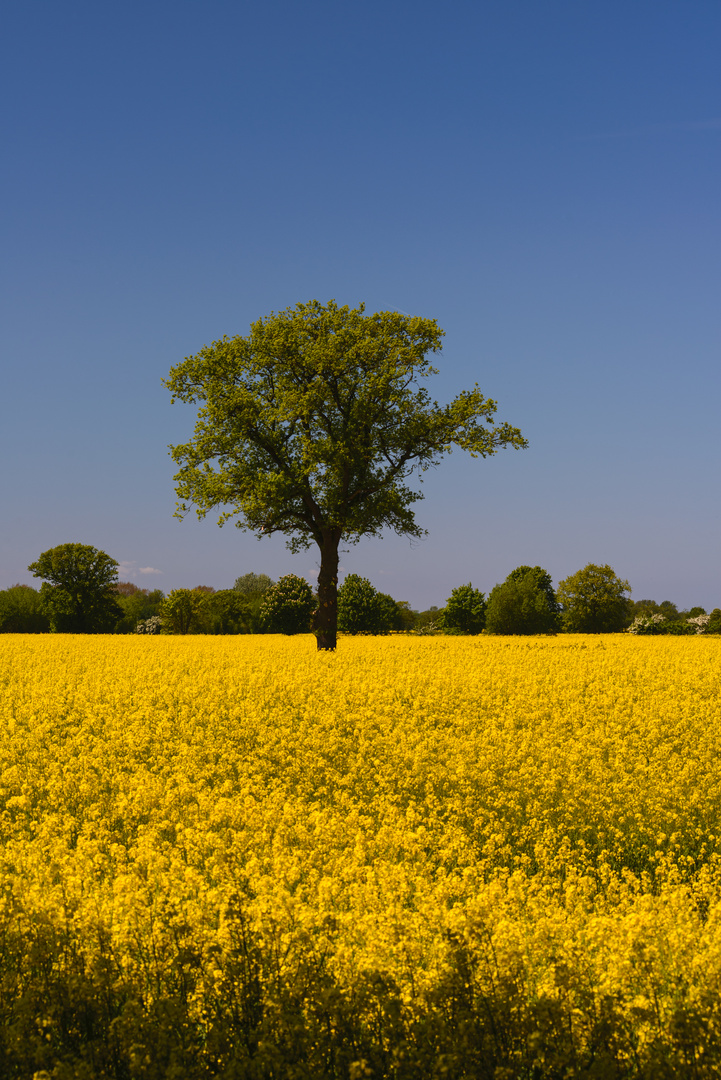 [ Baum im Rapsfeld 2 ]