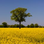 [ Baum im Rapsfeld 2 ]