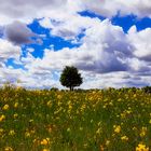 Baum im Rapsfeld