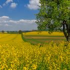 Baum im Rapsfeld