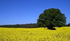 baum im rapsfeld