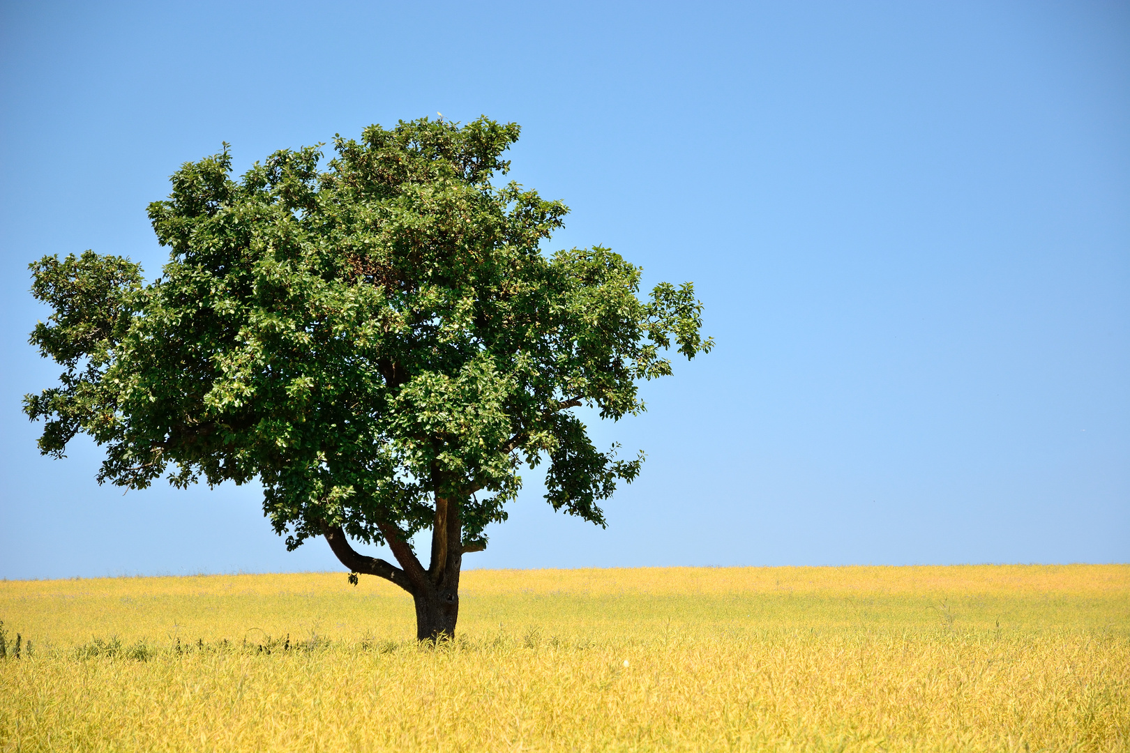 Baum im Rapsfeld