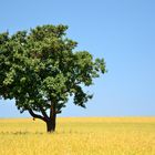 Baum im Rapsfeld