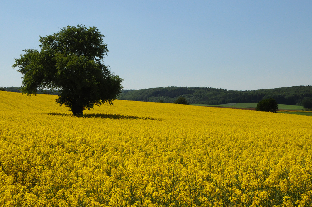 Baum im Rapsfeld