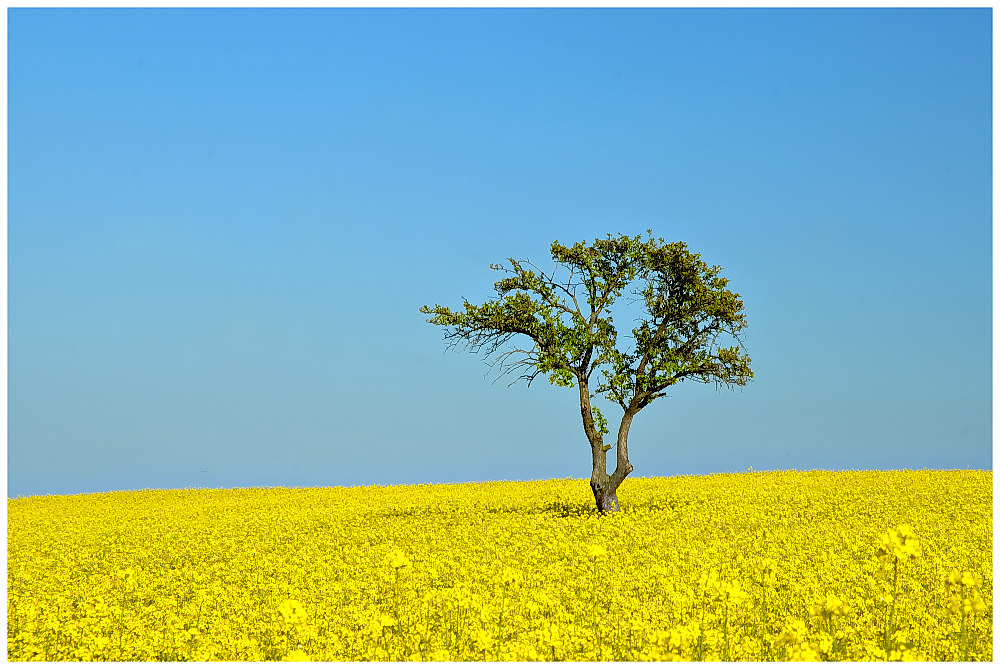 Baum im Rapsfeld