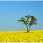 Baum im Rapsfeld