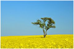 Baum im Rapsfeld