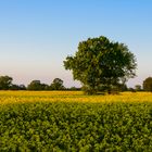 [ Baum im Rapsfeld, Abendlicht ]