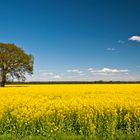 Baum im Rapsfeld