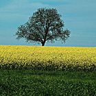 Baum im Rapsfeld