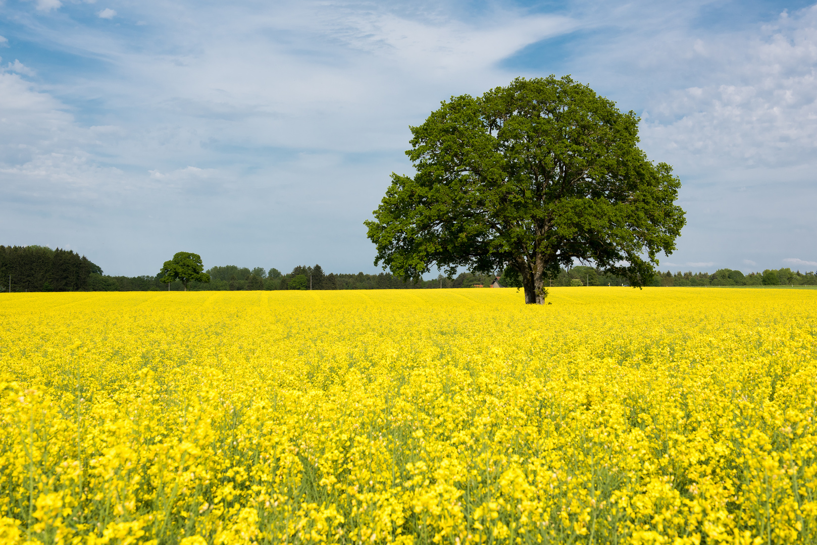 Baum im Rapsfeld