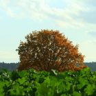 Baum im Rapsfeld