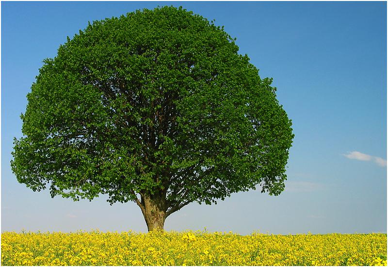 Baum im Rapsfeld