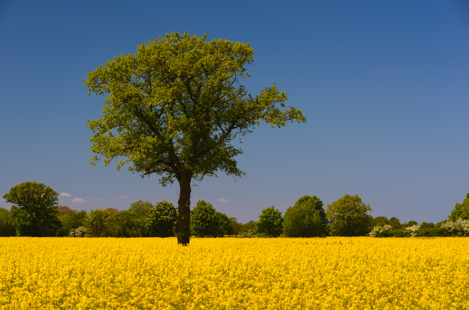 [ Baum im Rapsfeld ]