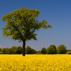 [ Baum im Rapsfeld ]