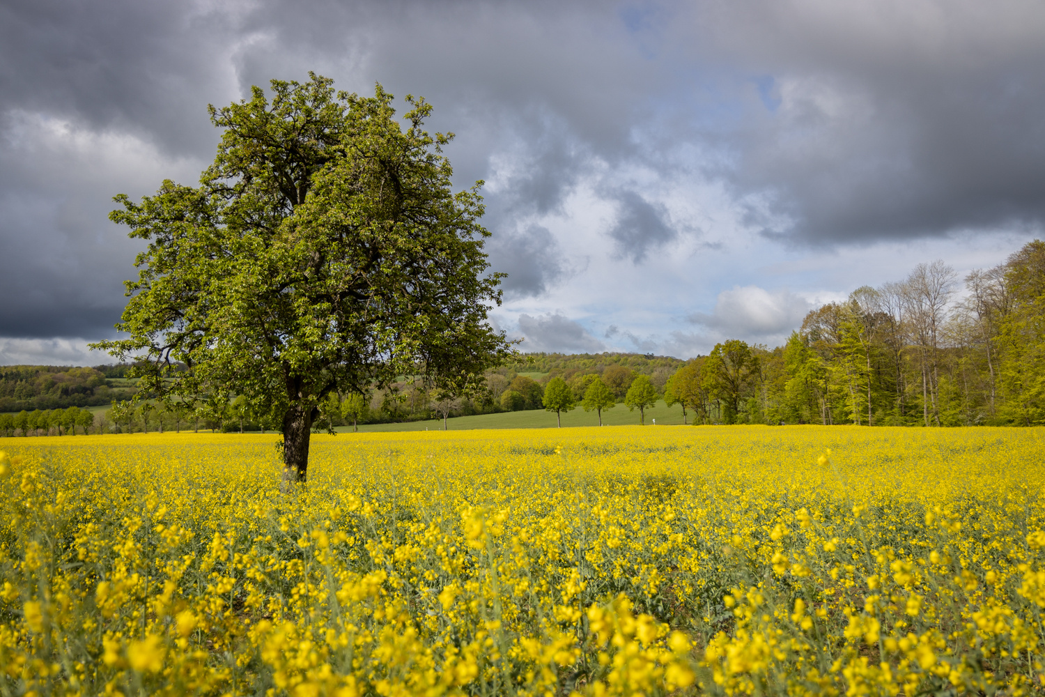 Baum im Rapsfeld