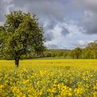 Baum im Rapsfeld