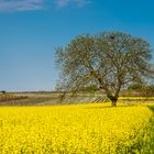 Baum im Rapsfeld II