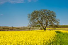 Baum im Rapsfeld II