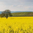 Baum im Rapsfeld III