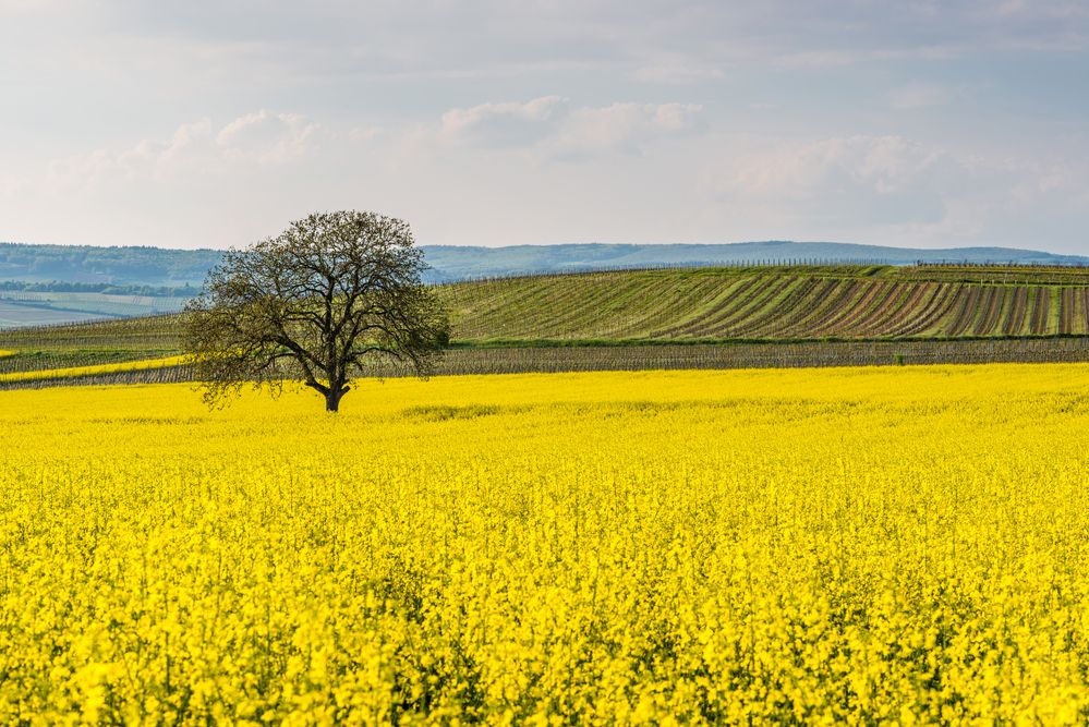 Baum im Rapsfeld III