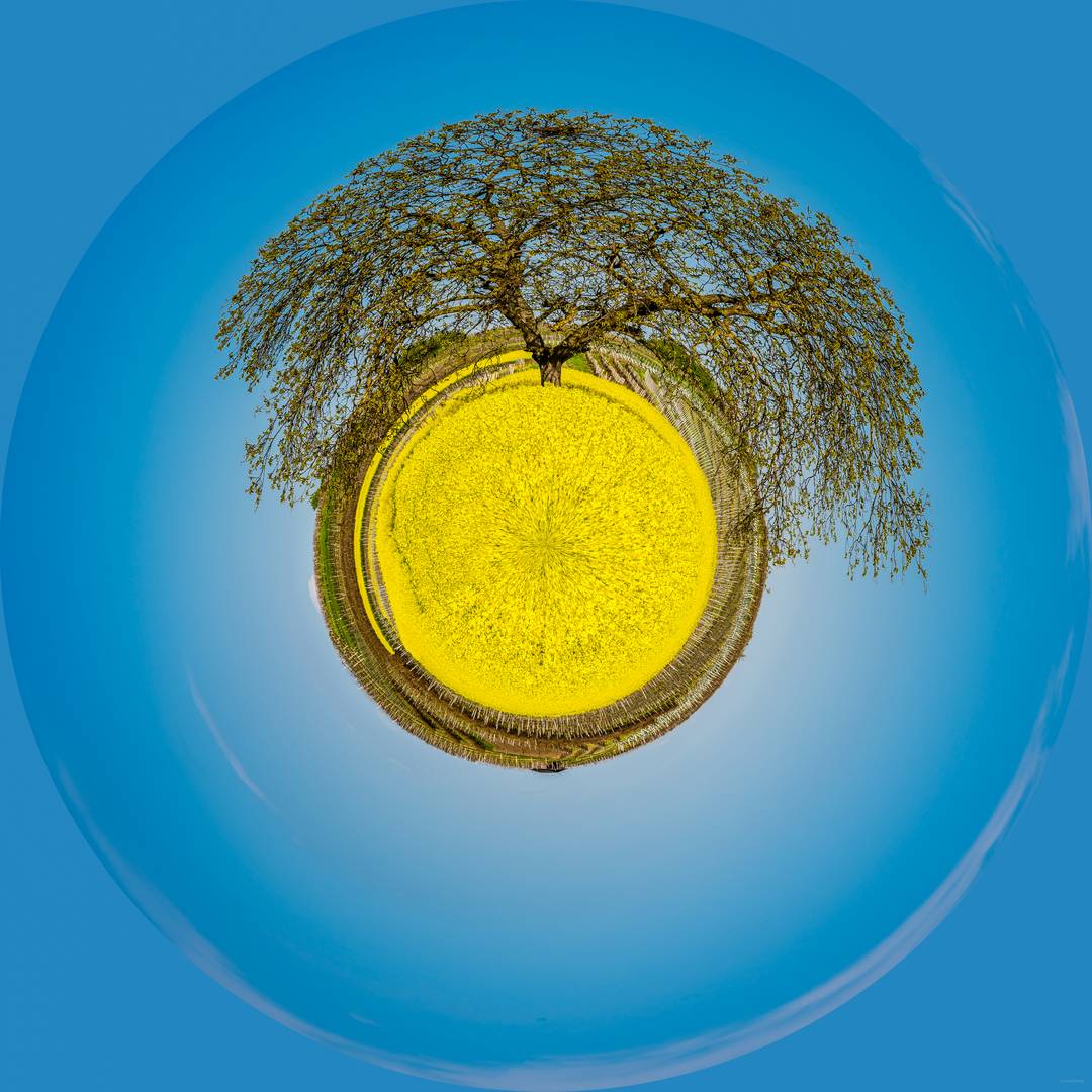 Baum im Rapsfeld-Little Planet