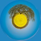 Baum im Rapsfeld-Little Planet