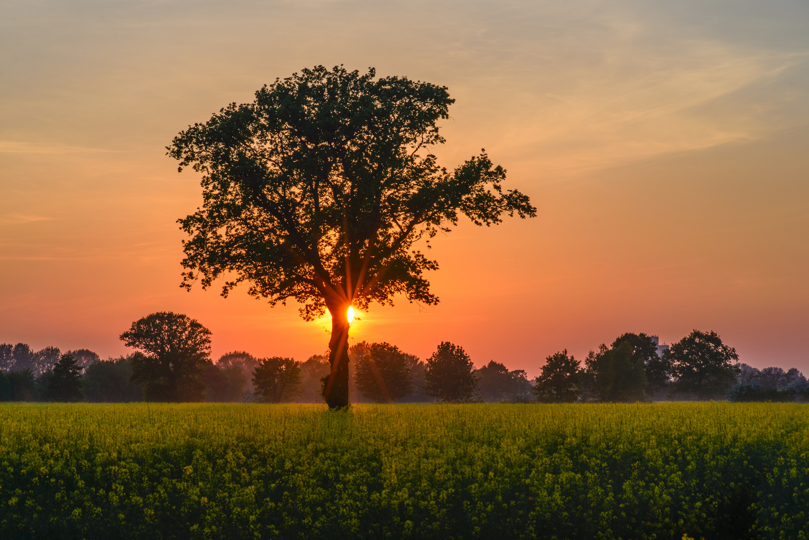 [ Baum im Rapsfeld, Sonnenuntergang ]