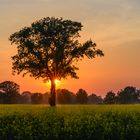 [ Baum im Rapsfeld, Sonnenuntergang ]