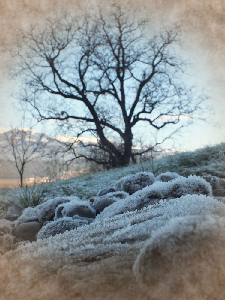 Baum im Rauhreif