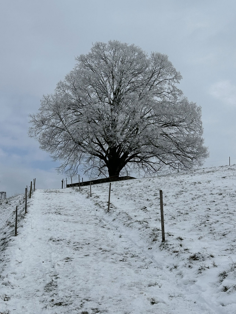 Baum im Raureif