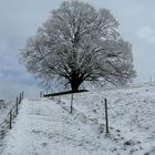 Baum im Raureif