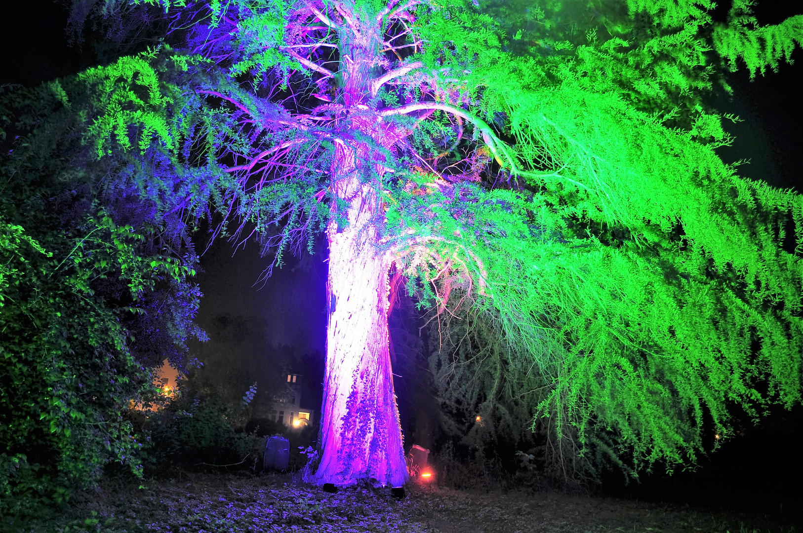 Baum im rechten Licht