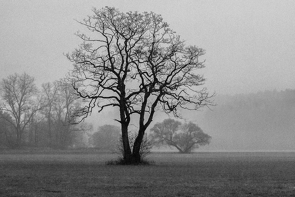 Baum im Regen