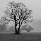 Baum im Regen