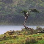 Baum im Regen