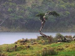 Baum im Regen