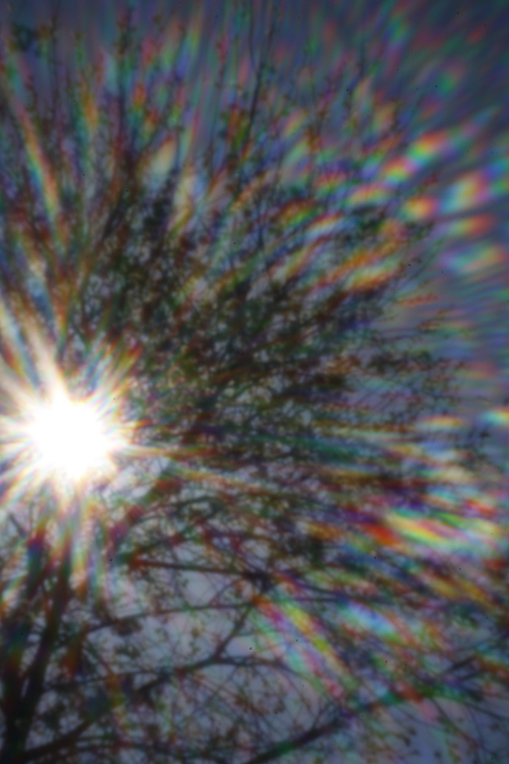 BAUM IM REGENBOGEN