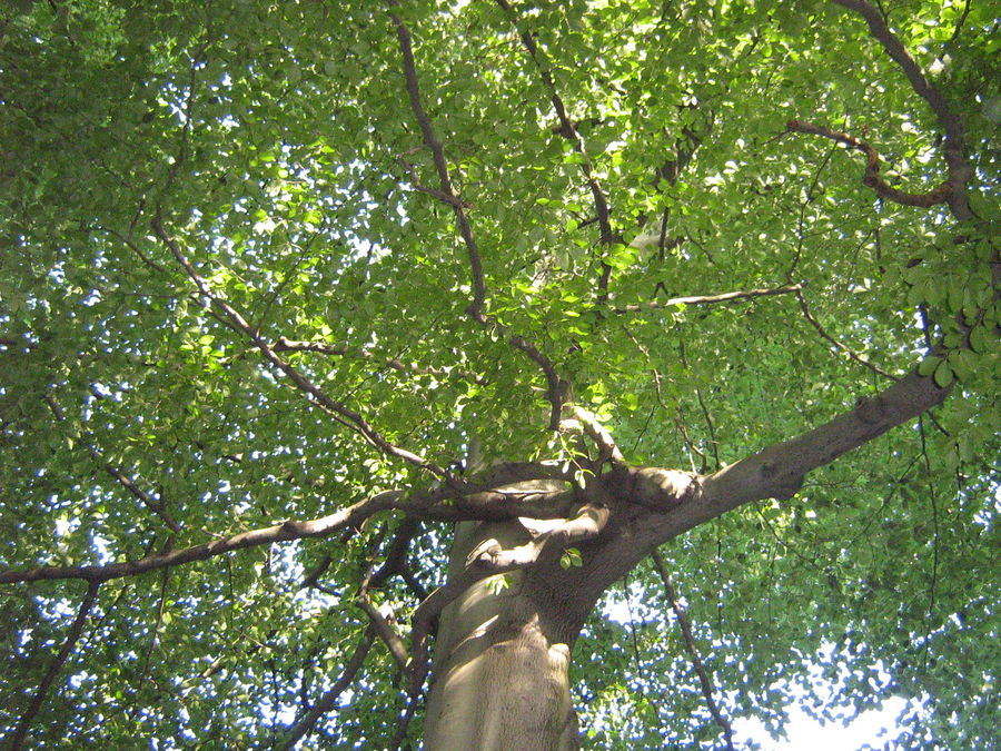 Baum im Revierpark Vonderort