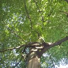 Baum im Revierpark Vonderort